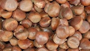 castagne caramellate